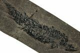 Devonian Lobed-Fin Fish (Osteolepis) Fossil - Scotland #354104-1